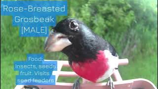 BYBW1 - Bird: Rose-Breasted Grosbeak