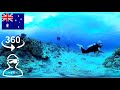 【VR】Great Barrier Reef 360-degree Camera  Video