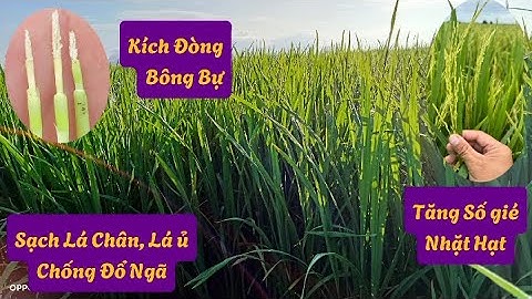 Kích đòng bông bự, nhặt hạt _ sách lá chân chống đổ ngã | Nông Dân Miền Tây.