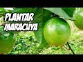 COMO CULTIVAR MARACUYÁ CON ÉXITO 😍 | Huerto Orgánico