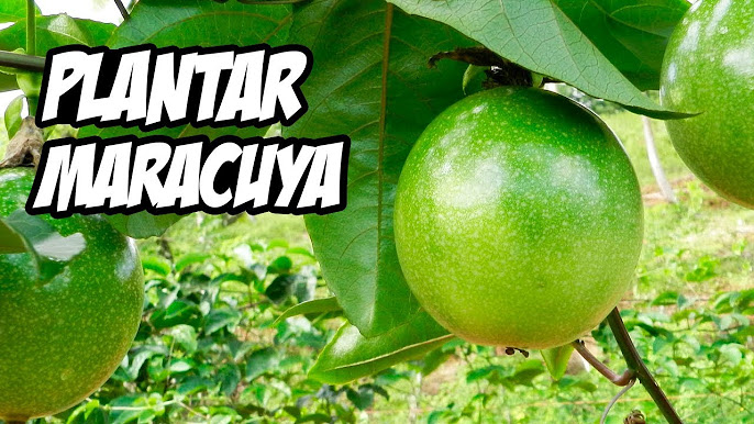 3 ENRAIZANTES NATURALES CASEROS Súper POTENTES 🌱 Para ESQUEJES, ACODOS y  TRASPLANTES 