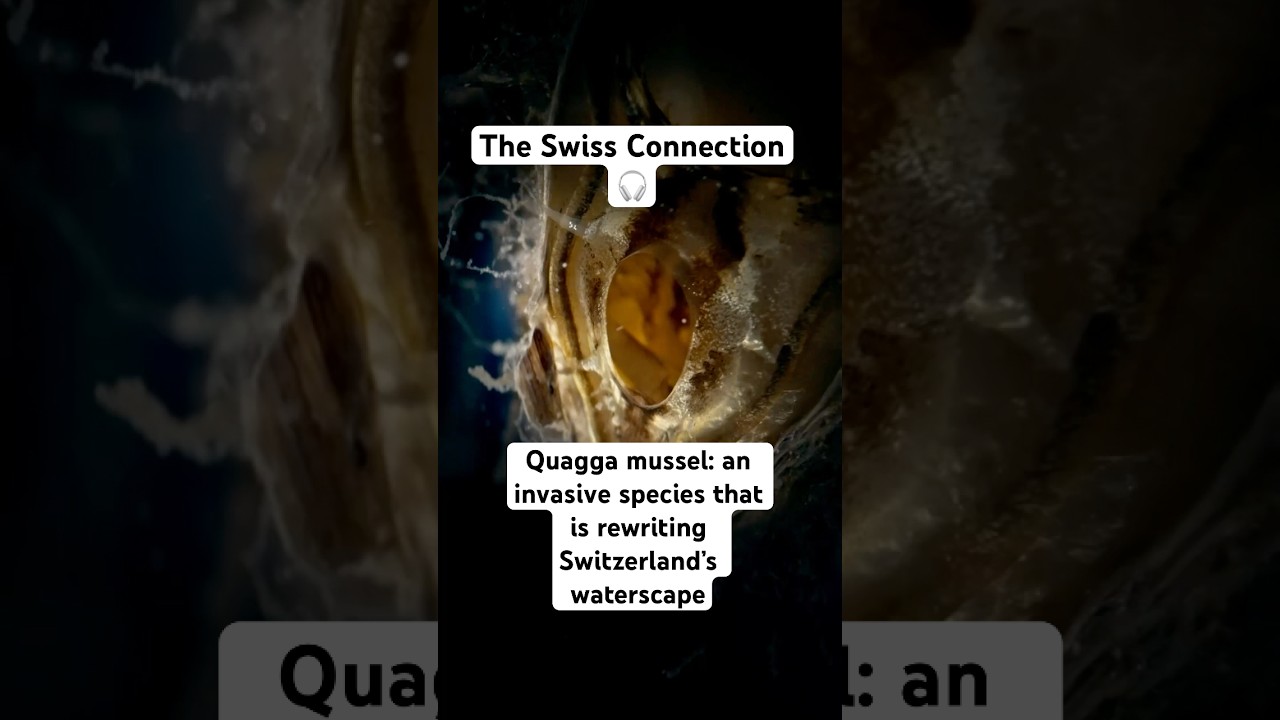 Quagga mussel: An Invasive Species Is Rewriting Switzerland&rsquo;s Waterscape