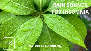 Calm Rain Sounds: A Soothing Escape for Insomnia and Stress || ASMR Rain Sounds for Fall Deep Sleep