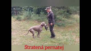 Lovecký Výcvik- Tréning Na Lesné A Všestranné Skúšky. Výcvikové Stredisko Lukov.