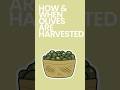 How & When Olives are Harvested #shorts