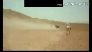 شال فقار /شجاعة الامام علي بن ابي طالب عليه السلام screenshot 3
