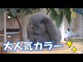 【大人気カラーのホーランドロップちゃん】こうやって成長します✨