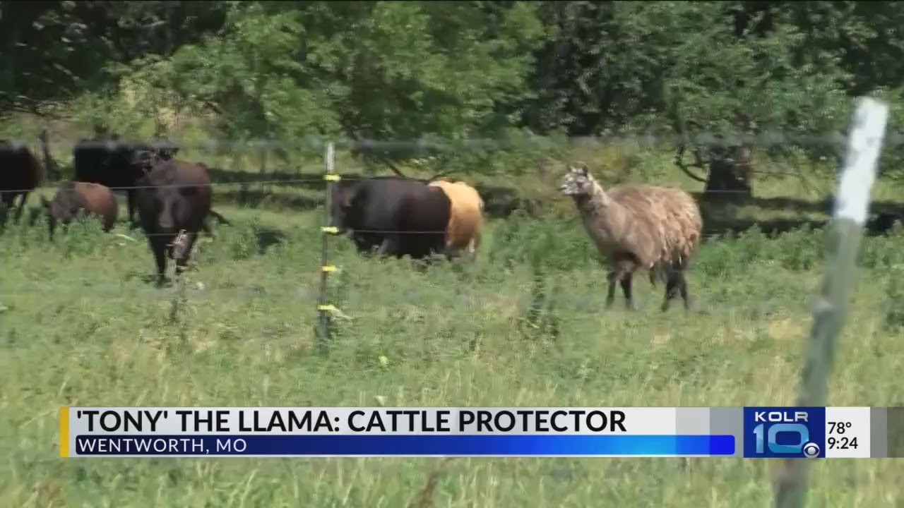 Watch "Llamas" Are Keeping Cattle Safe YouTube