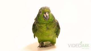 A Scaly-Naped Amazon Amazona Mercenaria Mercenaria At Huachipa Zoo.
