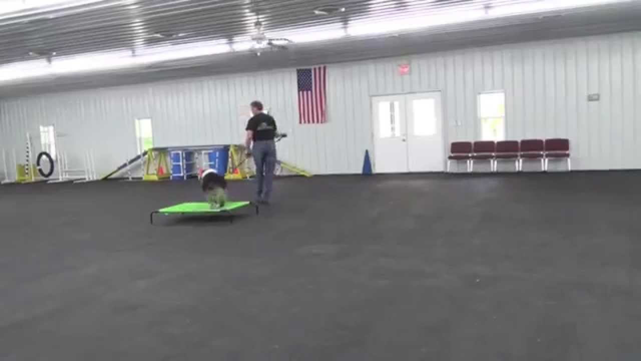 Alden's Kennels Dog Training & Dog Boarding Kenosha County Wi. YouTube