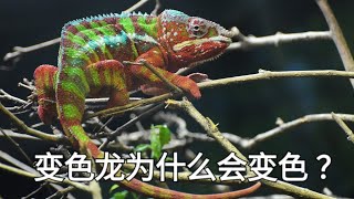知识解密 - 变色龙为什么会变色 ？