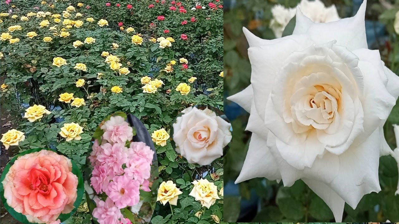 6 Best Rose Plant With Names / Rose Varieties With Names / Best Rose