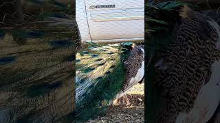 #peacock #peafowl #piebald #birdvideos #landfowl #pheasant #pavo
