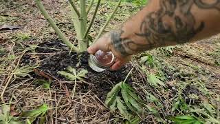 The Mid-flower Outdoor Cannabis Update