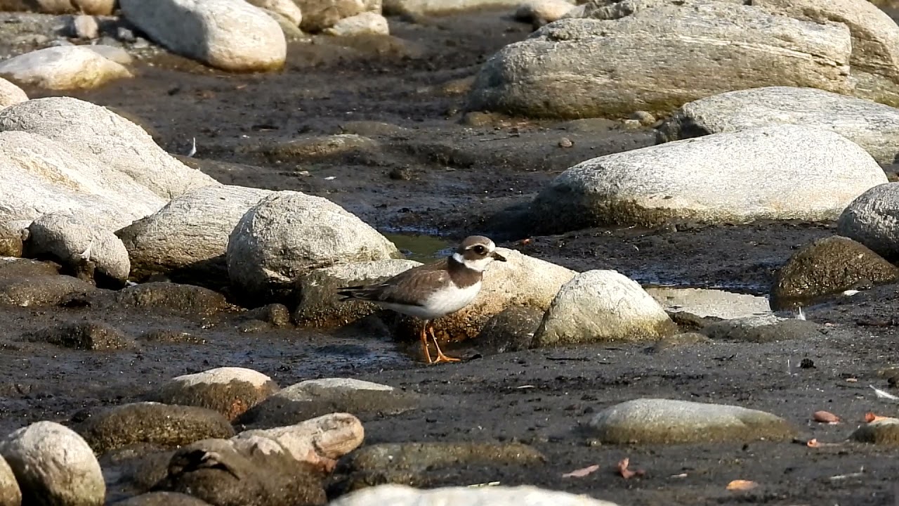 Limicoli: gambecchio, piovanello pancianera, corriere grosso. Video: Nikon Coolpix P1000