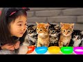 Boram Menemukan Anak Kucing Yang Lucu