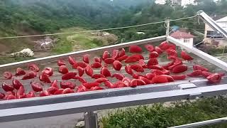 Domates Nasıl Kurur Görelim Shorts.