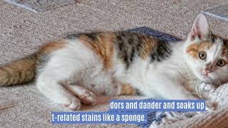 5 Tips for a Chic Pet Friendly Home