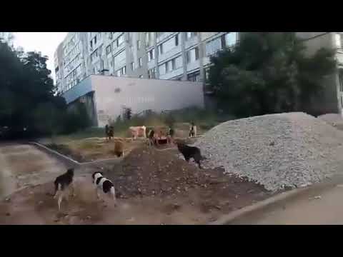 Videó: Kezdjen-e Kutyát