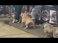 Dog Show 2024 Live Pocket Bully Division | INDIANA 8X BRC GLOBAL WEEKEND March Madness Part 3