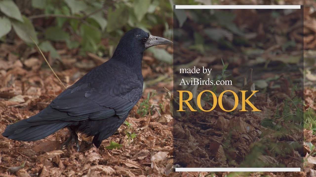 Rook Bird Facts  Corvus Frugilegus