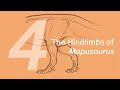 Mila the Mapusaurus 4: Hindlimbs | Learn to Draw Dinosaurs with ZHAO Chuang