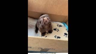 Teacing a Puppy to Howl #funny #dog #funnydog #funnyvideos #dogsoftiktok #dogvideos #dogs