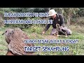 Luar biasa suara tekukur penghuni belakang rumah warga yang padat penduduk target sekampung ini 👍👍