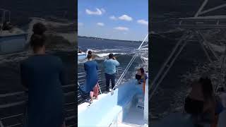 Dolphins Play in Boat's Bow