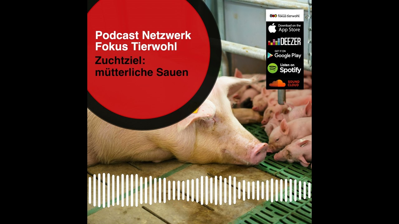 Zuchtziel: mütterliche Sauen