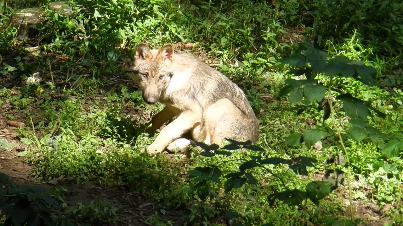 オオカミのいる動物園 欧州 Eaza 花鳥獣風月 スイス生活