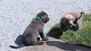 Labrador Retriever Puppies For Sale