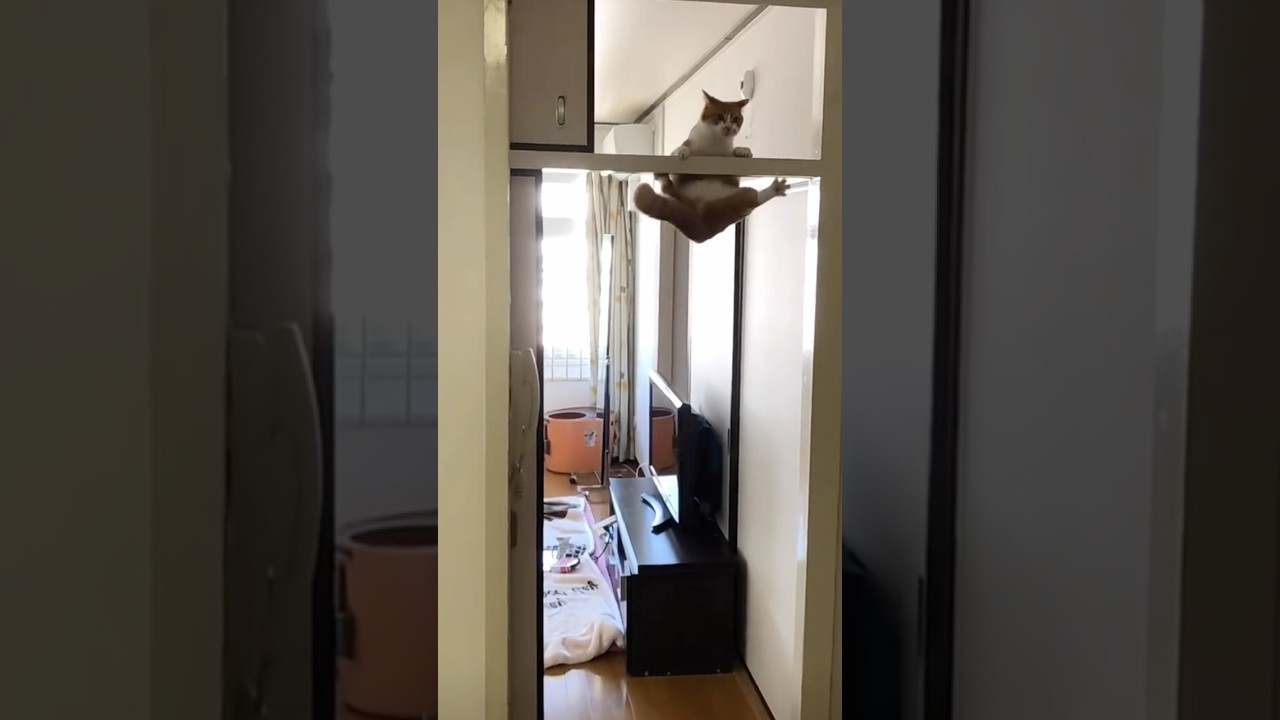 Cat Jump onto Door Frame Bar and Stay Suspended