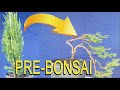 PRE BONSAI - BONSAI TREE FOR BIGINNERS