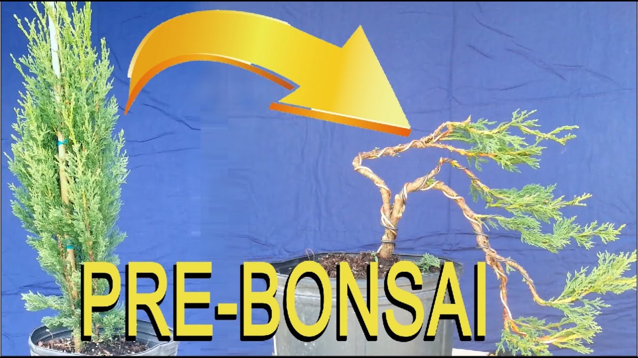 PRE BONSAI - BONSAI TREE FOR BIGINNERS