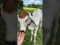 Cute baby cow looks lovely #petlover #fypシ゚viral #shortsviral