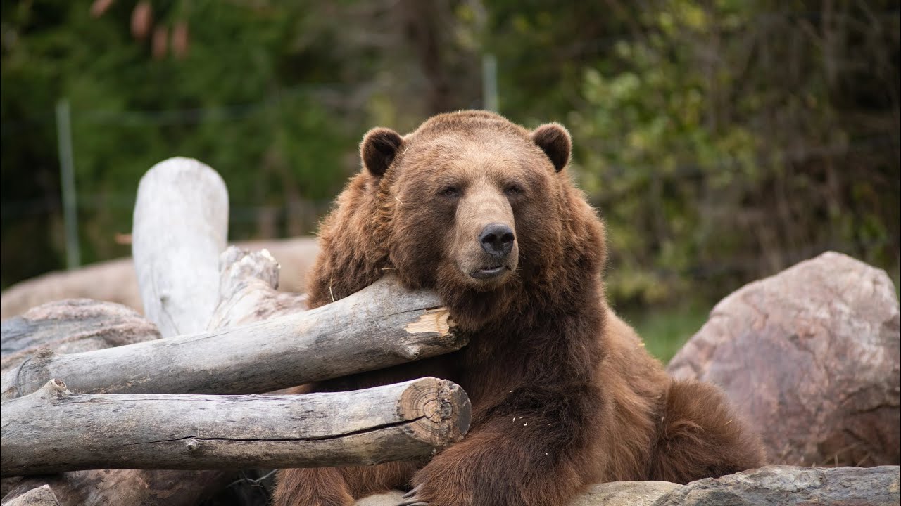 ASMR M4M (friend's dad is happy to meet you)