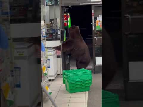 Video: ¿Los osos atacan las tiendas de campaña?