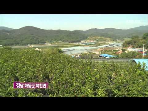 [전국을 달린다-창원] 色다른 하동여행 -① 하동 북천, 오디 편 (2015.06.17,수)