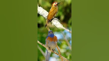 2 Layer Masking in VN Video Editor - Tutorial #shorts