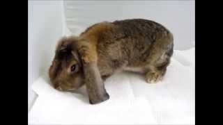 Deutsche Kleinwidder Wildfarben, Oberrheinische Stämmeschau