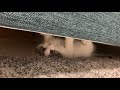 ソファ下の移動方法の癖がすごい子猫