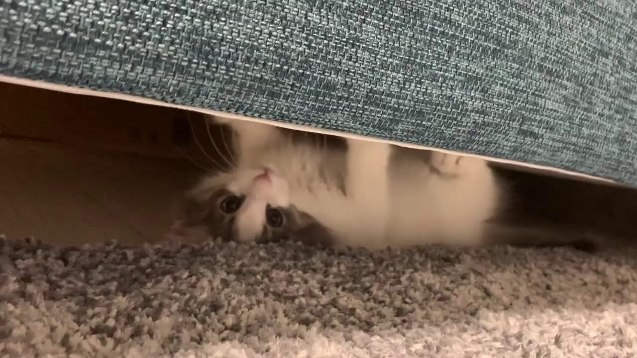 エースアタッカー猫 Youtube