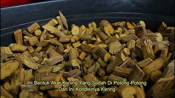 Ini dia Manfaat Akar Kuning Kalimantan