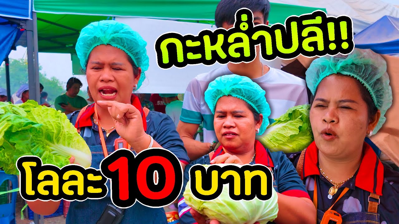 กะหล่ำปลีสด โลละ 10 บาท!!