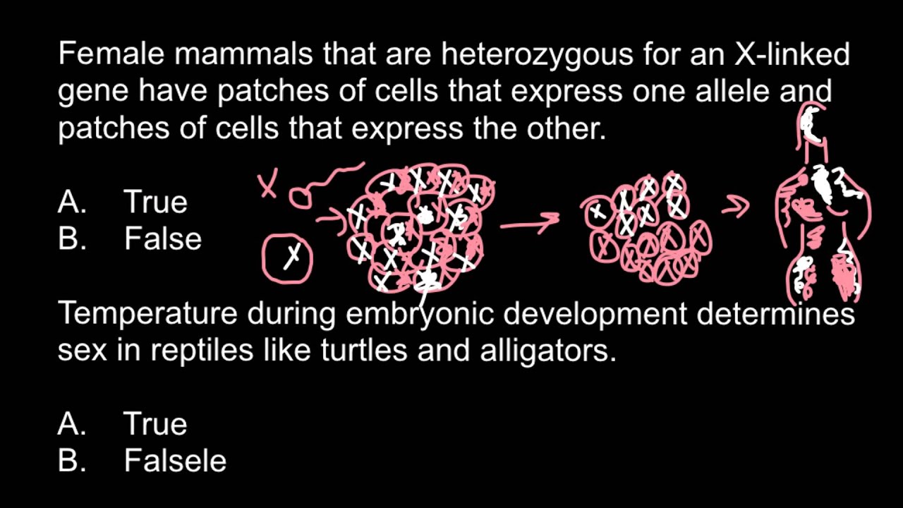 Is it true that females genetically chimeric by nature?
