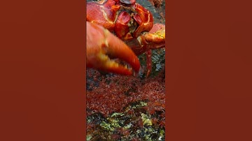 David Attenborough said MOTHER #OurPlanet