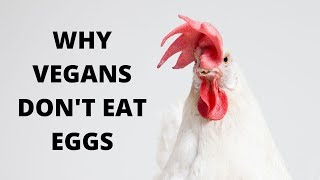 Why Vegans Dont Eat Eggs 🤔🐣 🌱 @TheVeganView