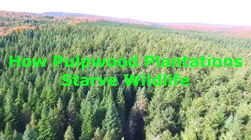 How Pulpwood Plantations Starve Wildlife: a Side-by-Side Comparison