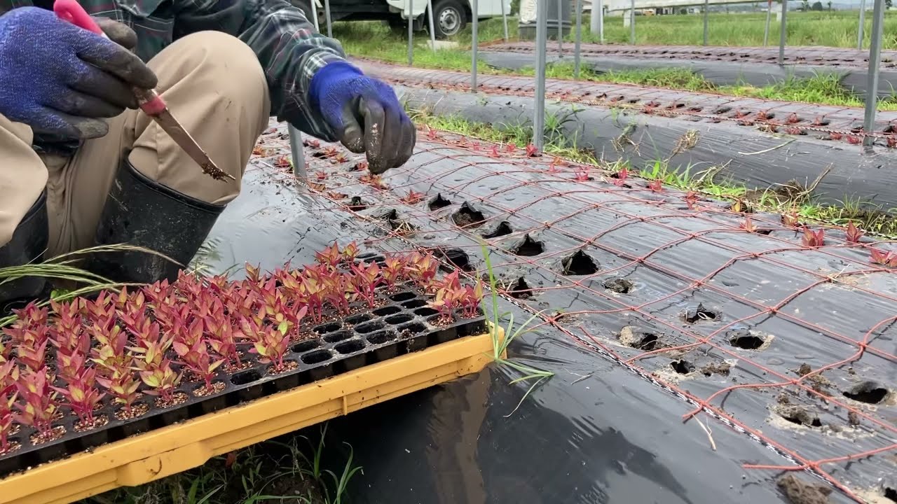 田舎暮らし OZ農園 4 ケイトウ栽培 定植 Country Life OZ Farm 4